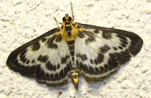 Réf. 236 668 : Anania hortulata